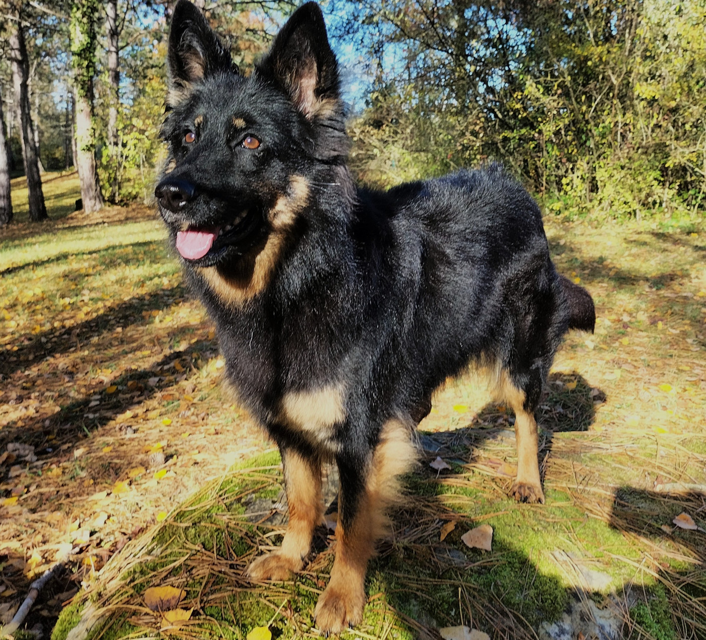 Fialka Sibelle pod vserubskou skalou