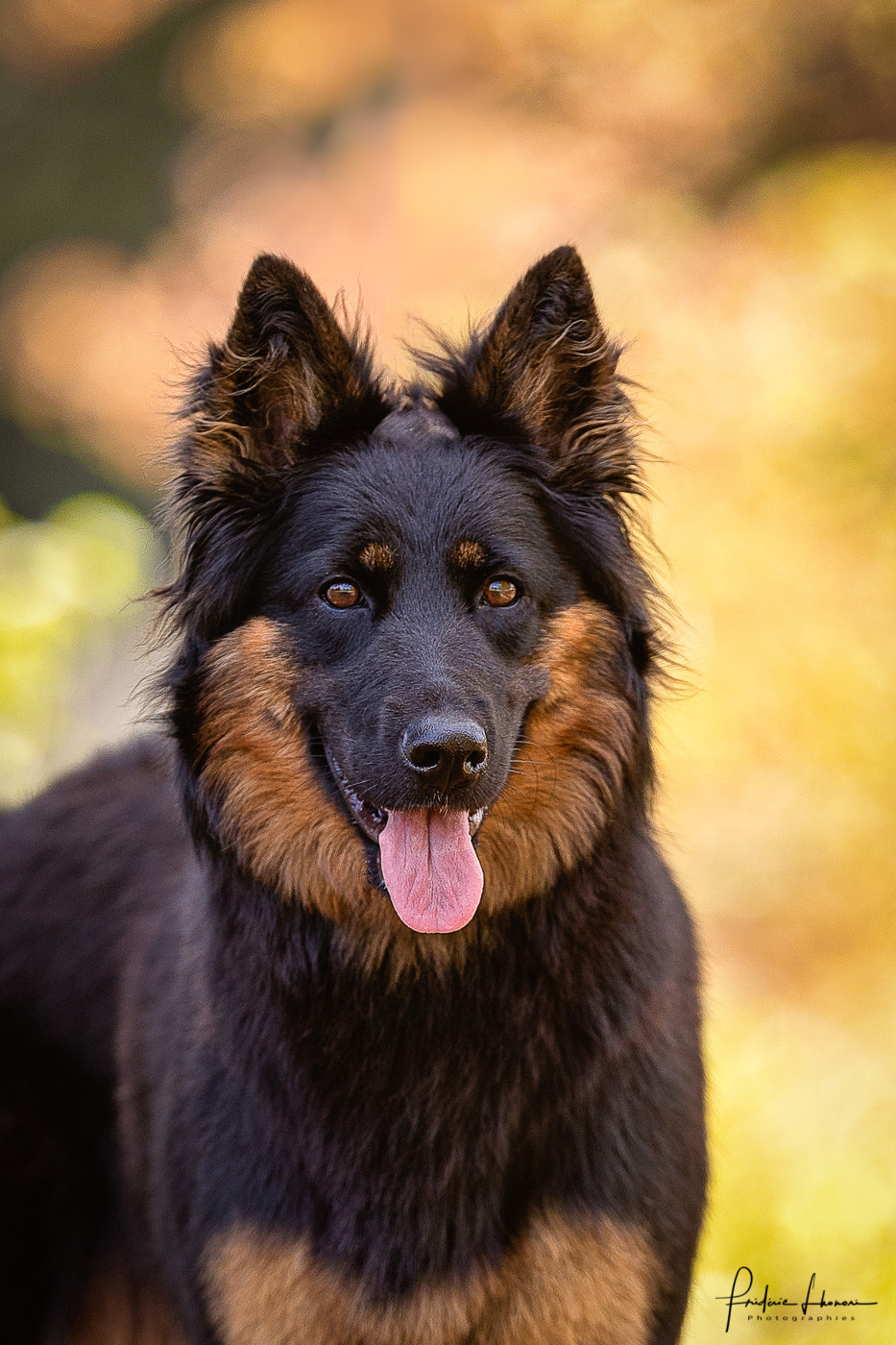 Zingara z dasickeho zatisi